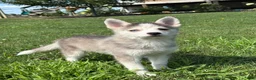 Pomsky dogs for sale: Saint - Ad 1