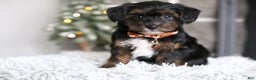 Yorkiepoo dogs for sale: Emmitt - Ad 8