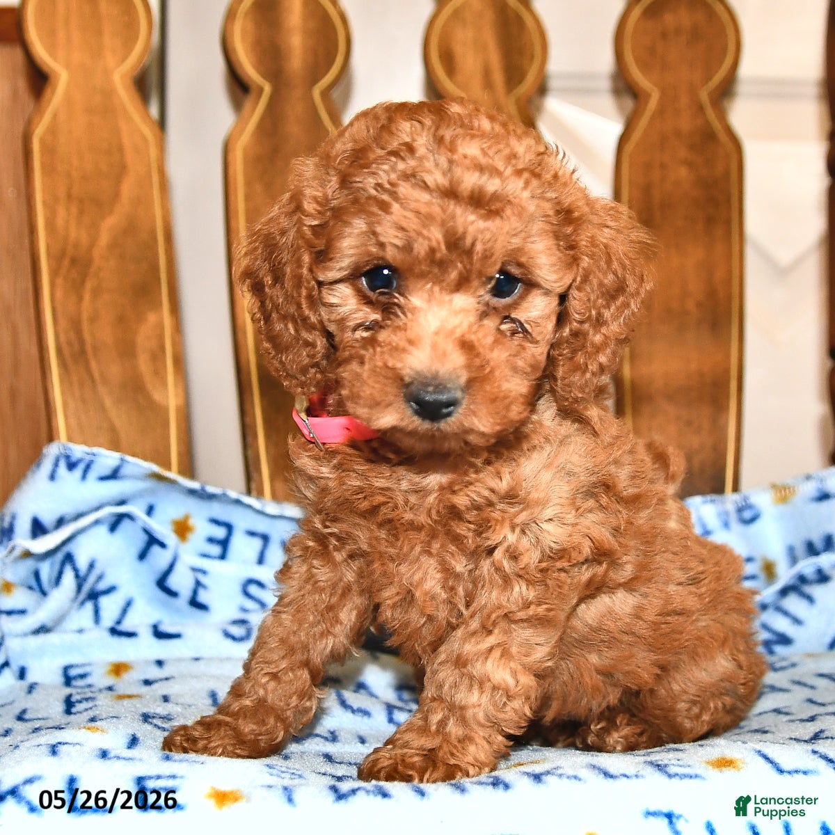 Cavapoo dogs Reba - Ad 2