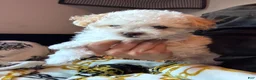 Shihpoo dogs for sale: Shihpoo 2 - Ad 7