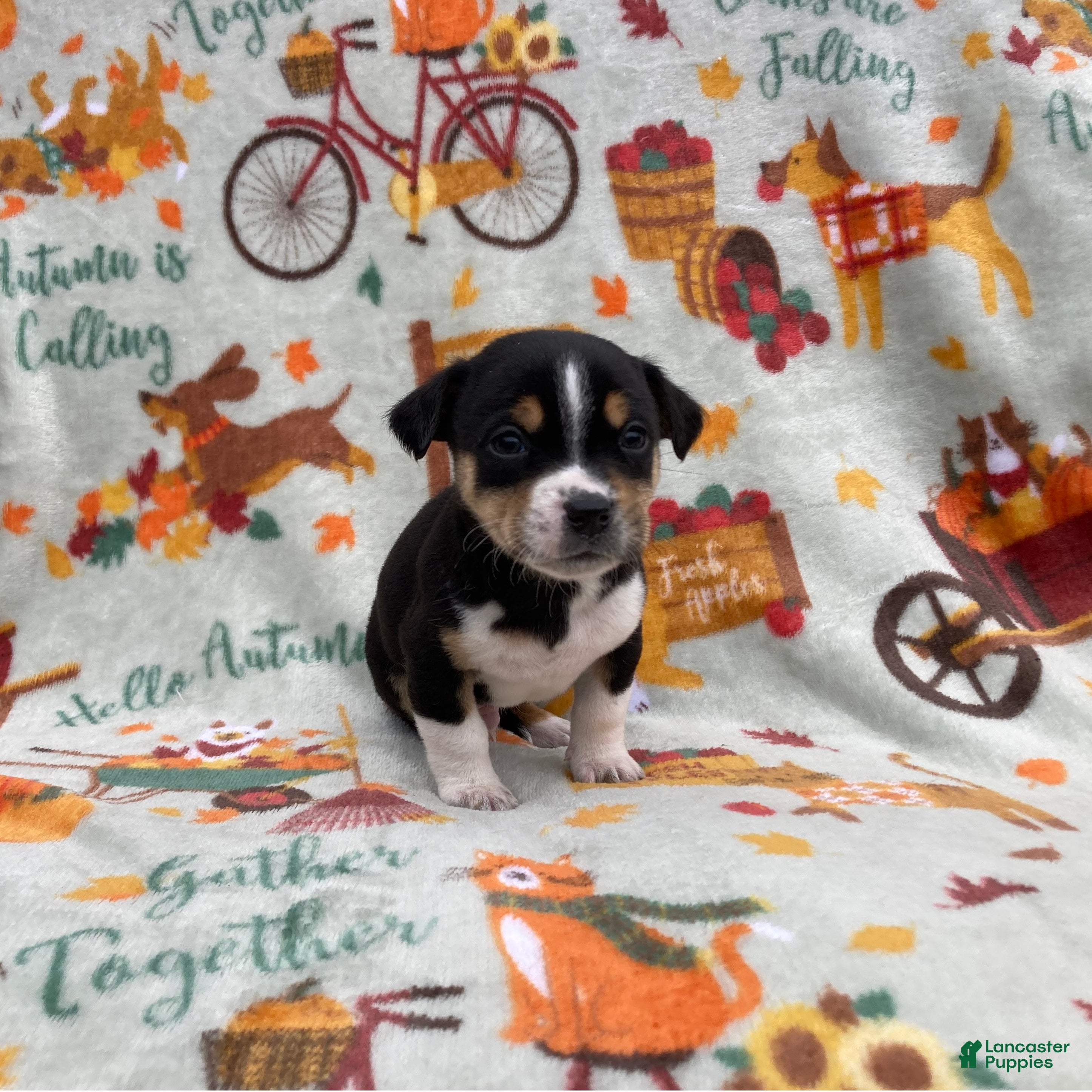 Chihuahua dogs Benny - Ad 7