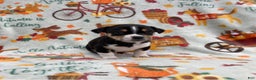 Chihuahua dogs for sale: Benny - Ad 1
