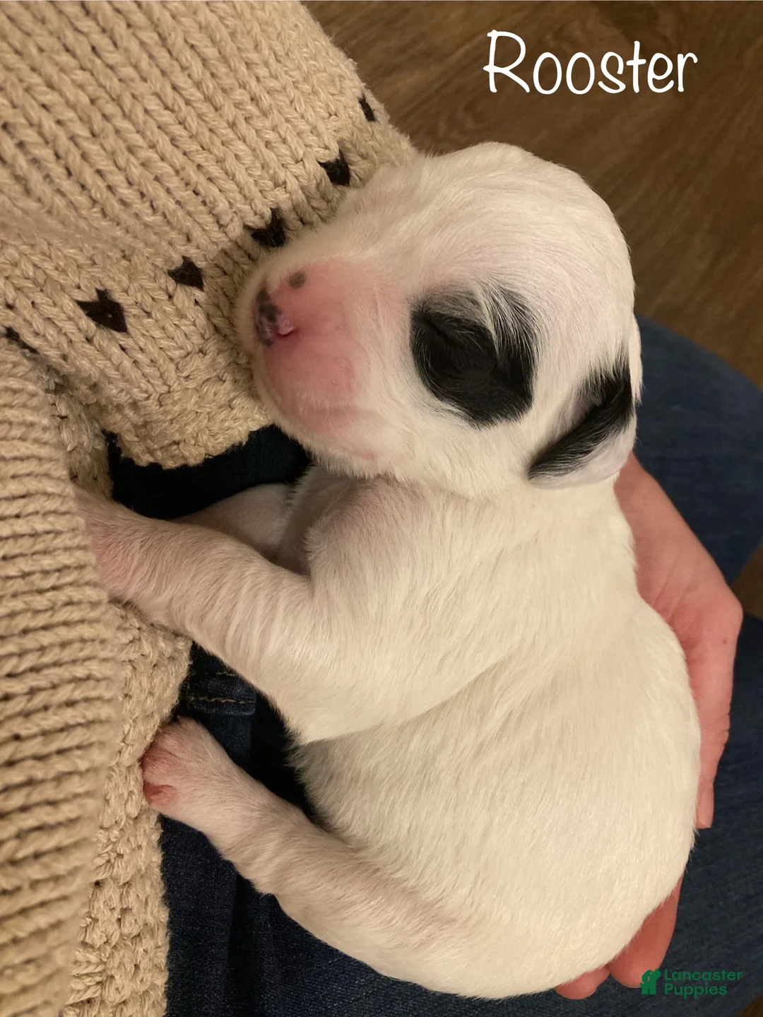 English Setter dogs for sale: Rooster  - Ad 1