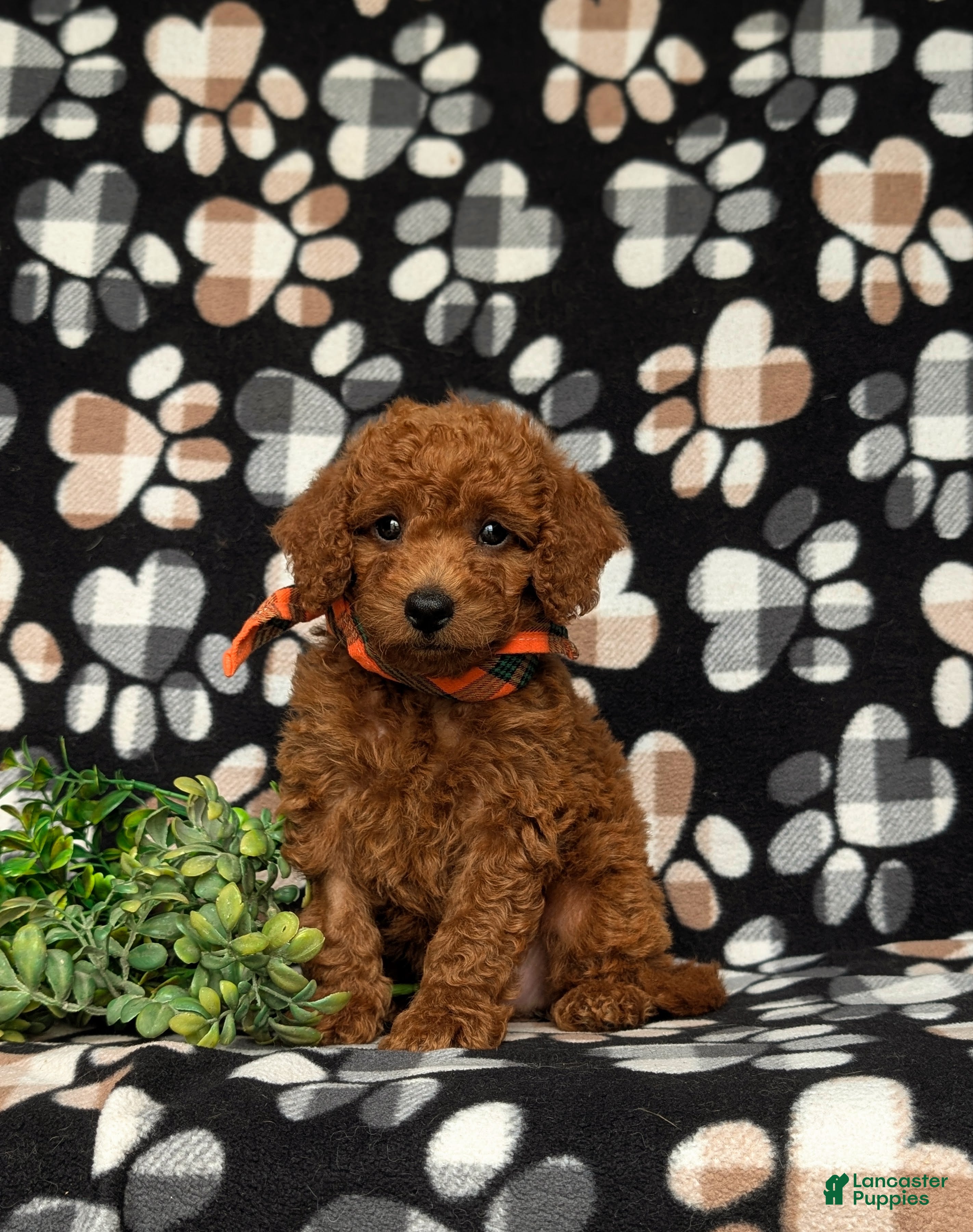 Miniature Labradoodle dogs Tayte Hypoallergenic - Ad 2