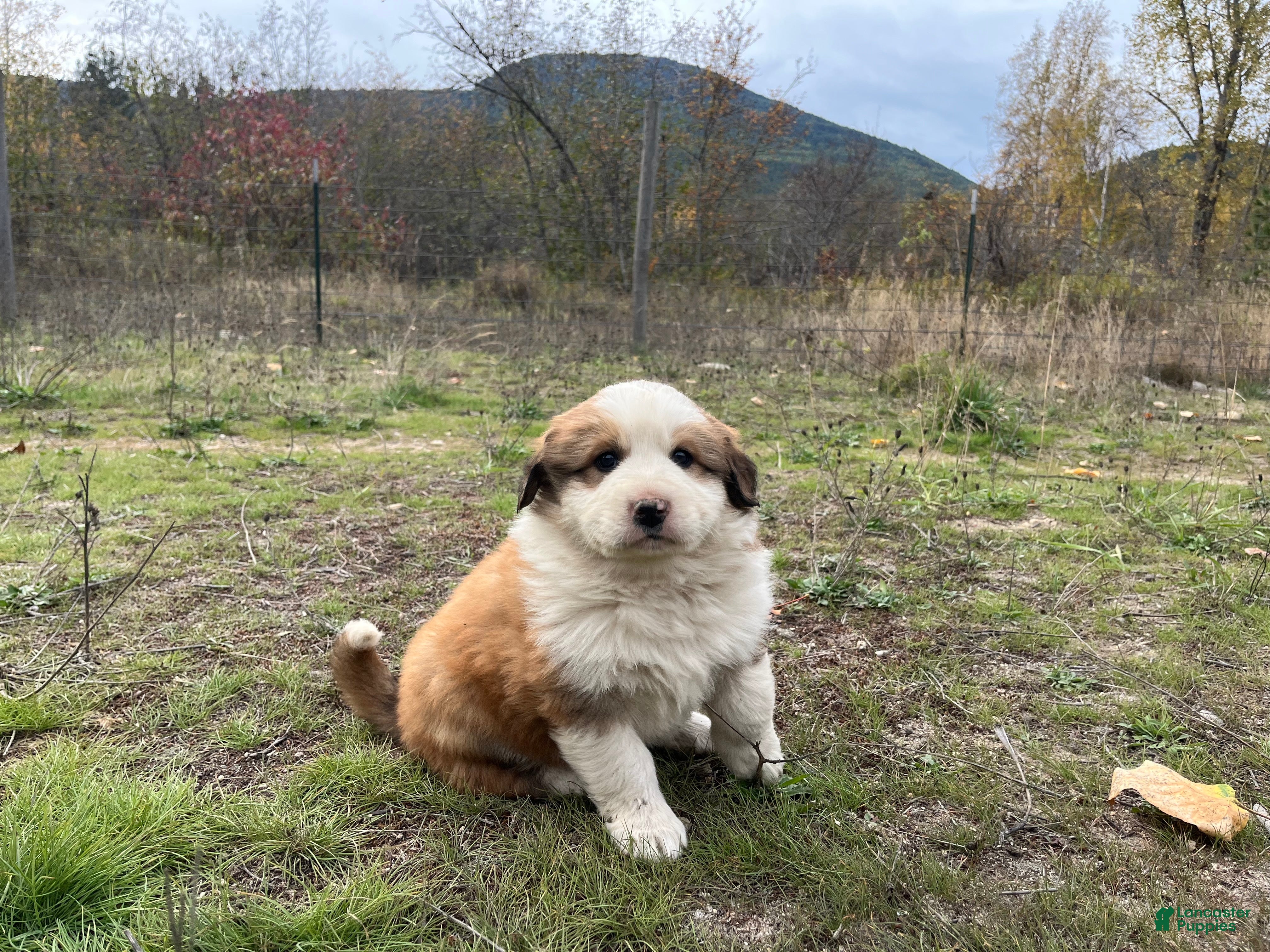Mixed Breed dogs for sale: Roland - Ad 1