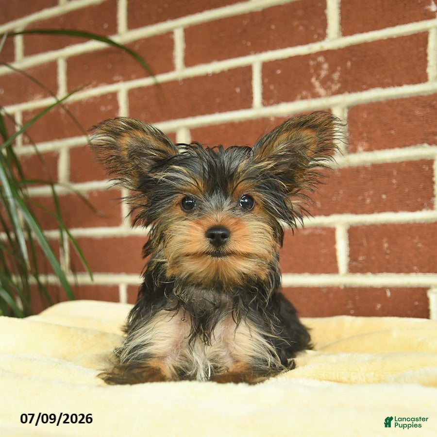Yorkshire Terrier dogs Nutella - Ad 1