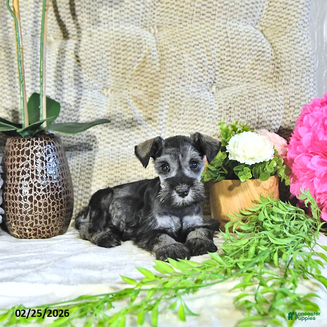 Miniature Schnauzer dogs for sale: Kyla - Ad 2