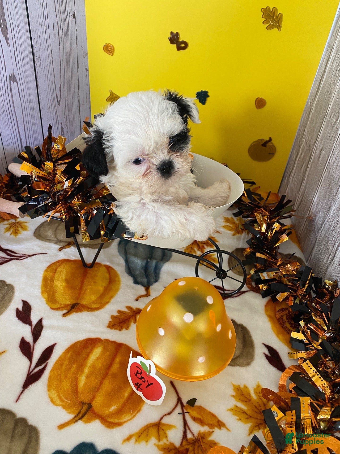 Shih Tzu dogs for sale: Shih Tzu 4 - Ad 1