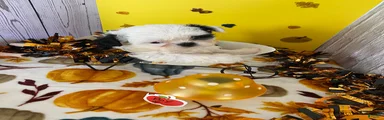 Shih Tzu 4