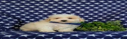 Bichpoo dogs for sale: Zachary - Ad 3