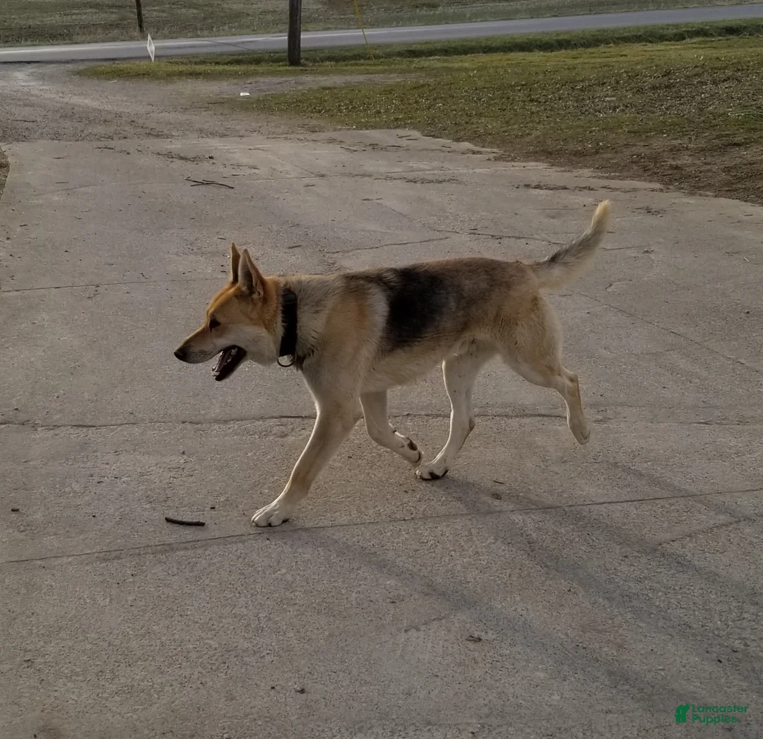 German Shepherd dogs for sale: German Shepherd Puppy 6 - Ad 4