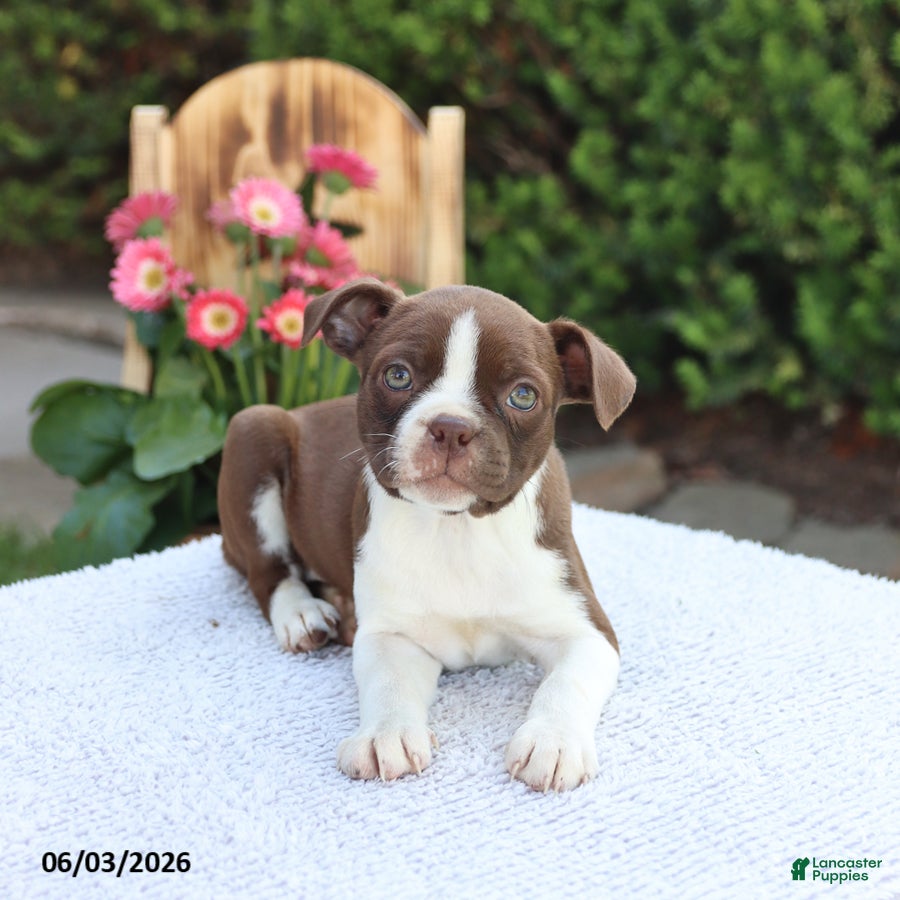 Boston Terrier dogs for sale: Dora - Ad 4