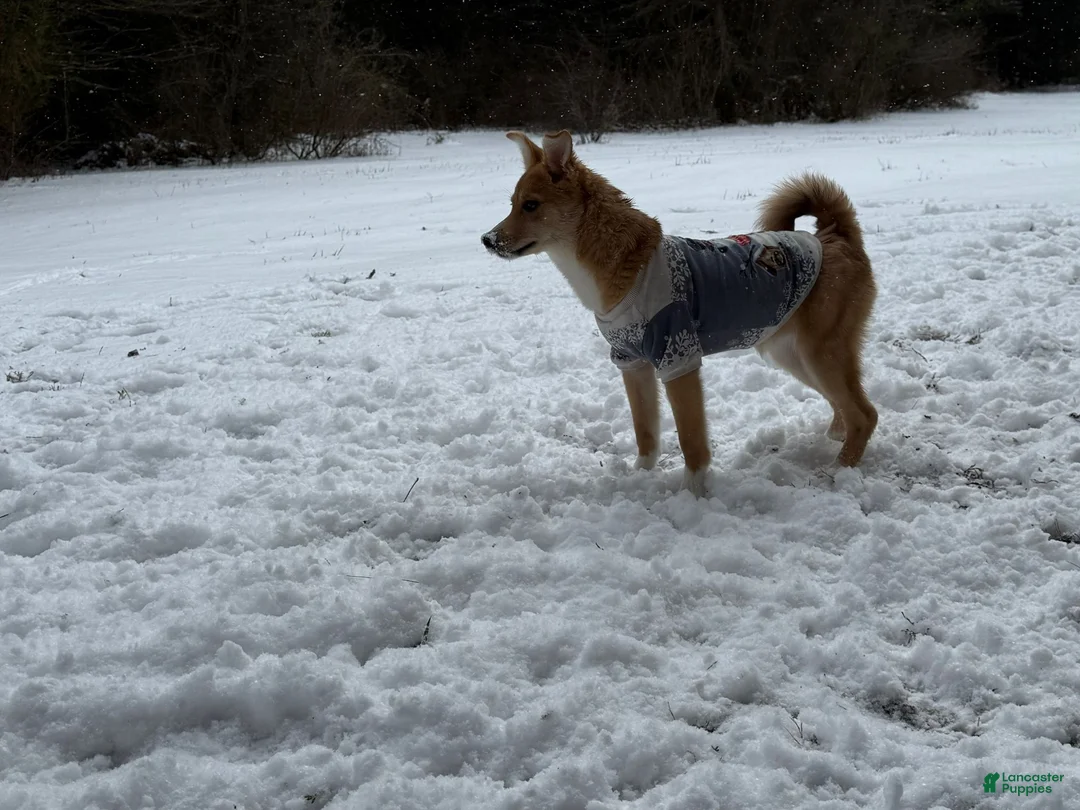 Mixed Breed dogs for sale: Donna - Female - Ad 10