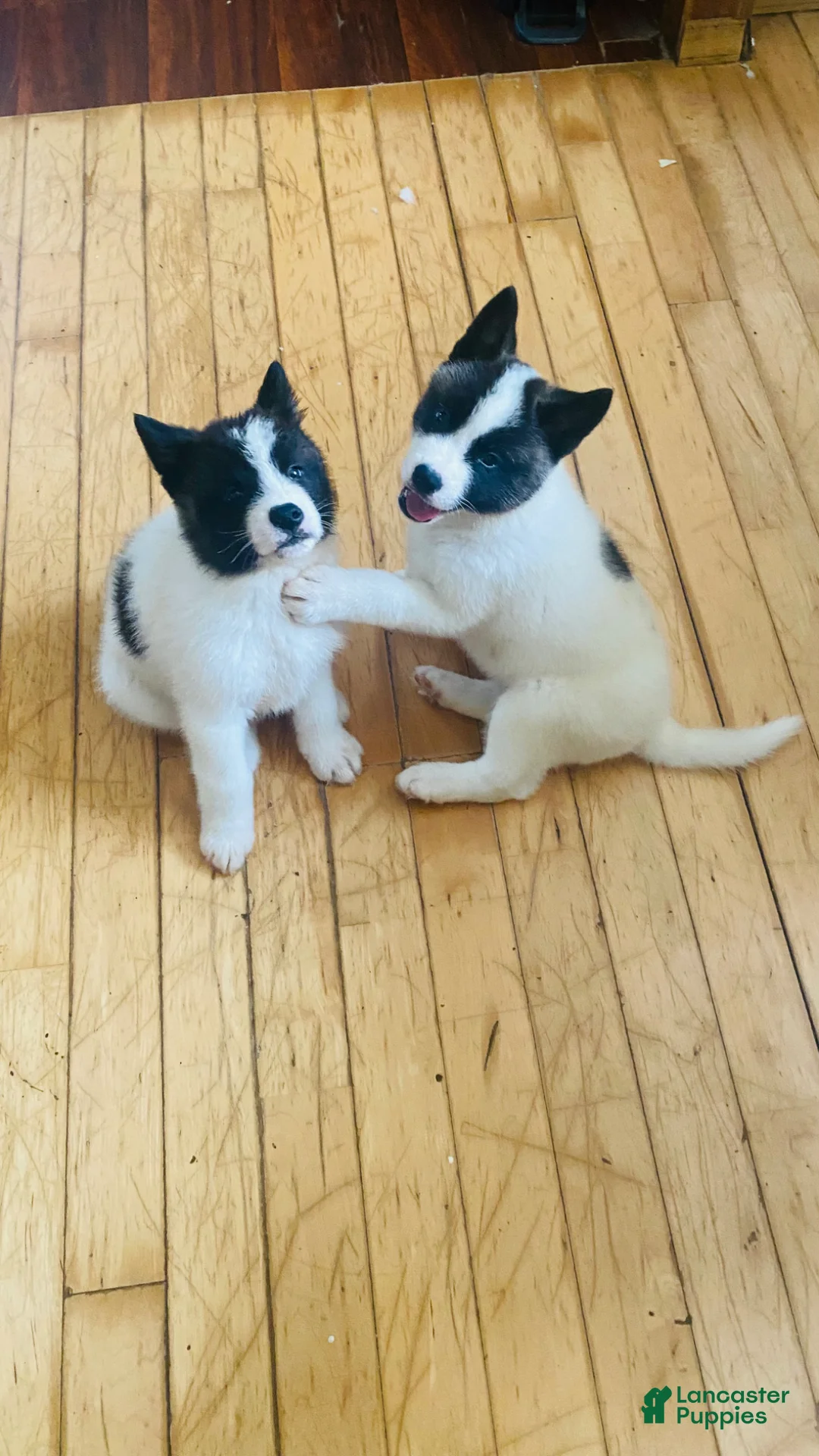 Akita dogs for sale: Akita Puppy 1 - Ad 2