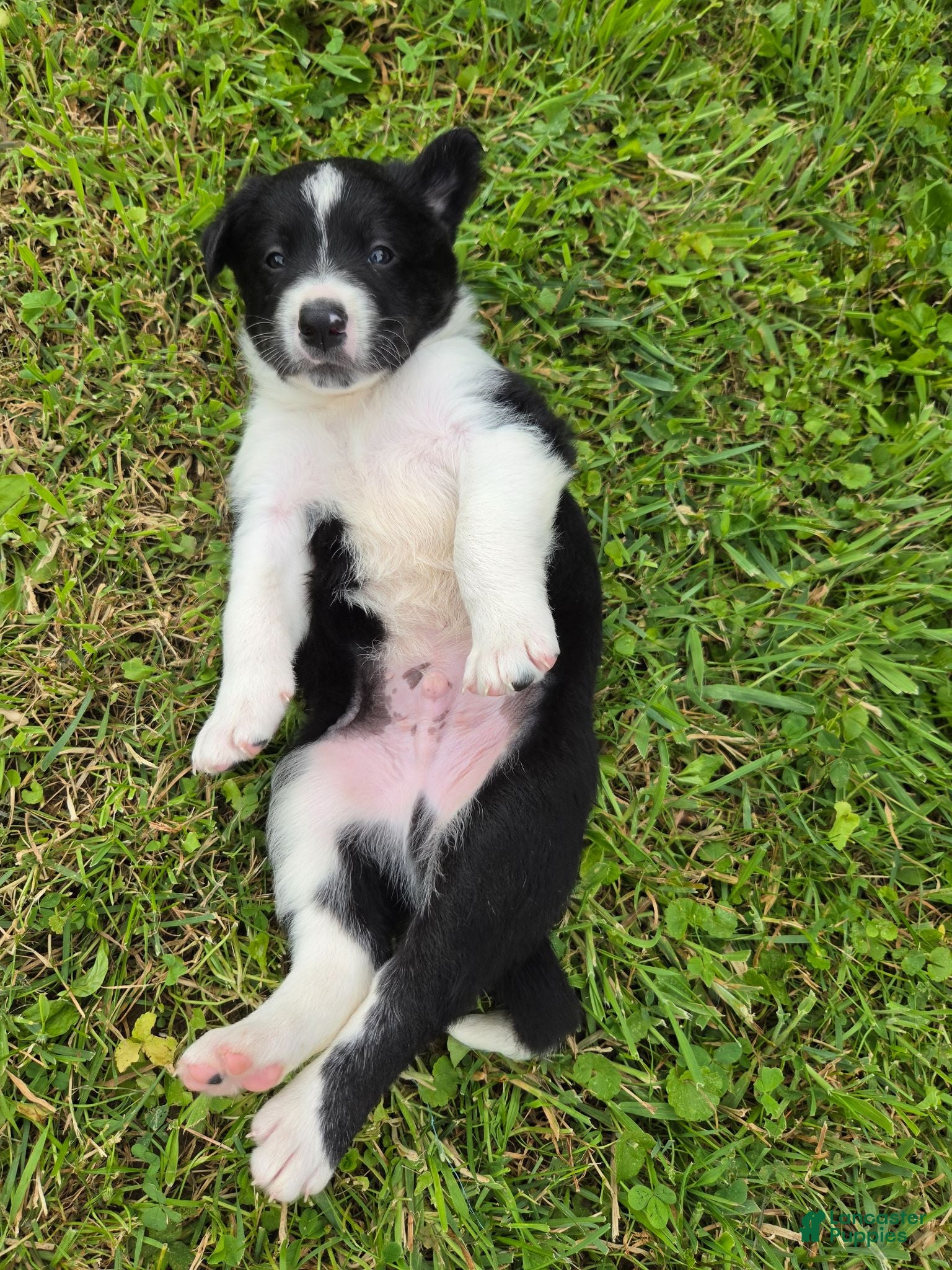 Border Collie dogs Border Collie 3 - Ad 2