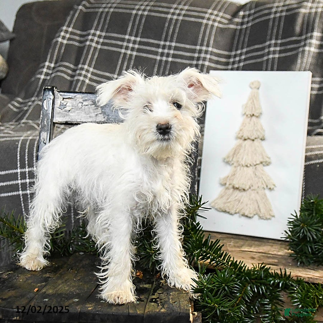 Schnoodle dogs for sale: Eddy - Ad 3