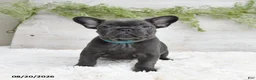 French Bulldog dogs for sale: Muffin - Ad 5