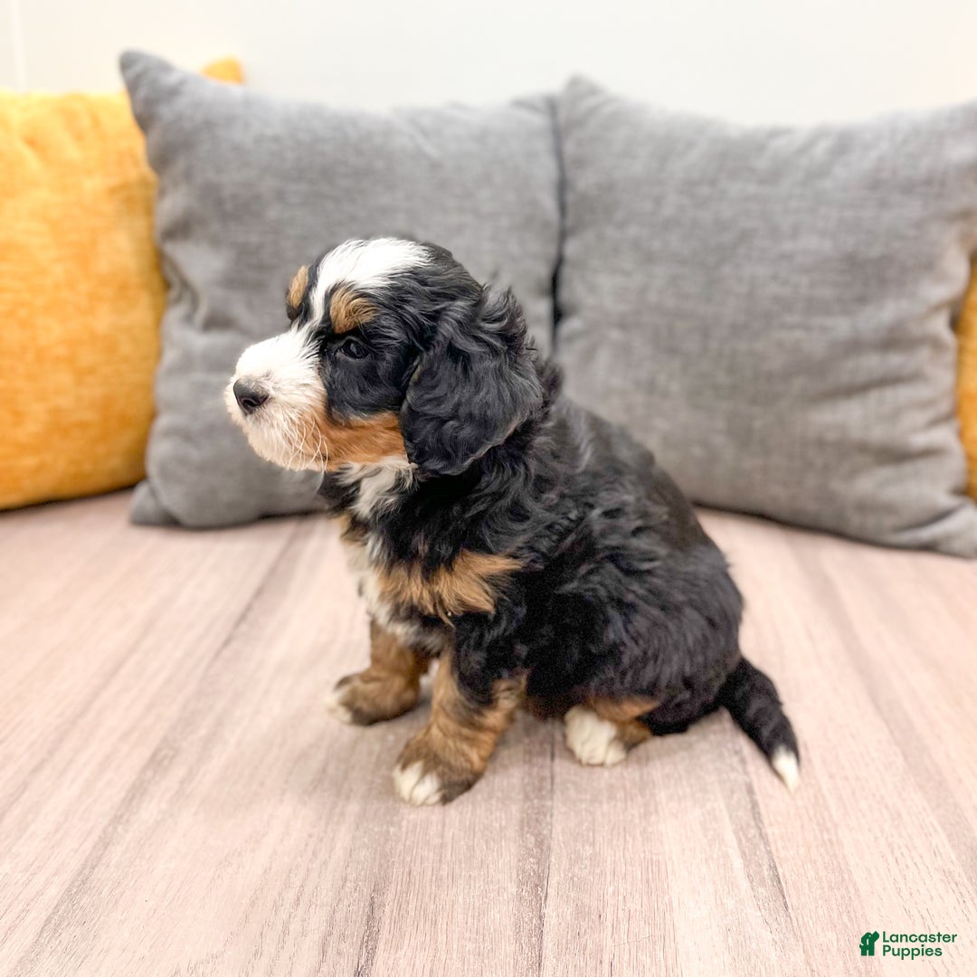 Mini Bernedoodle dogs for sale: Maddie - Ad 7