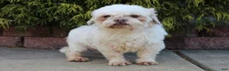 Teddy Bear dogs for sale: Hemlock - Ad 6