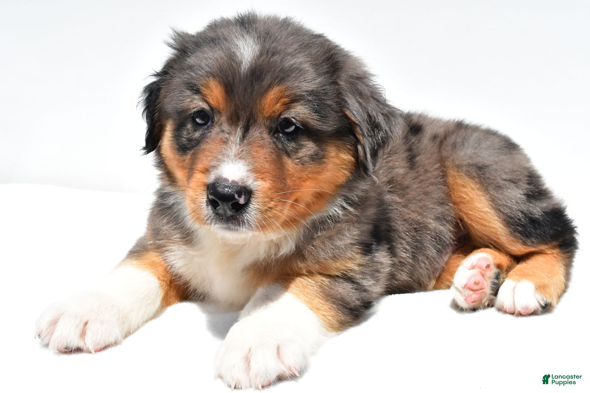 Australian Shepherd dogs Ronnie - Ad 1