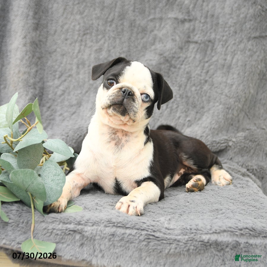 Pug dogs Havana - Ad 2