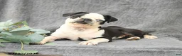 Pug dogs for sale: Havana - Ad 2