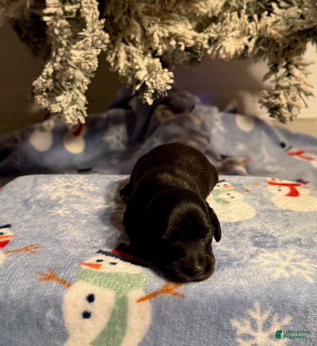 Miniature Dachshund dogs for sale: Joyce - Ad 3