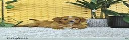 Cavapoo dogs for sale: Dax - Ad 4