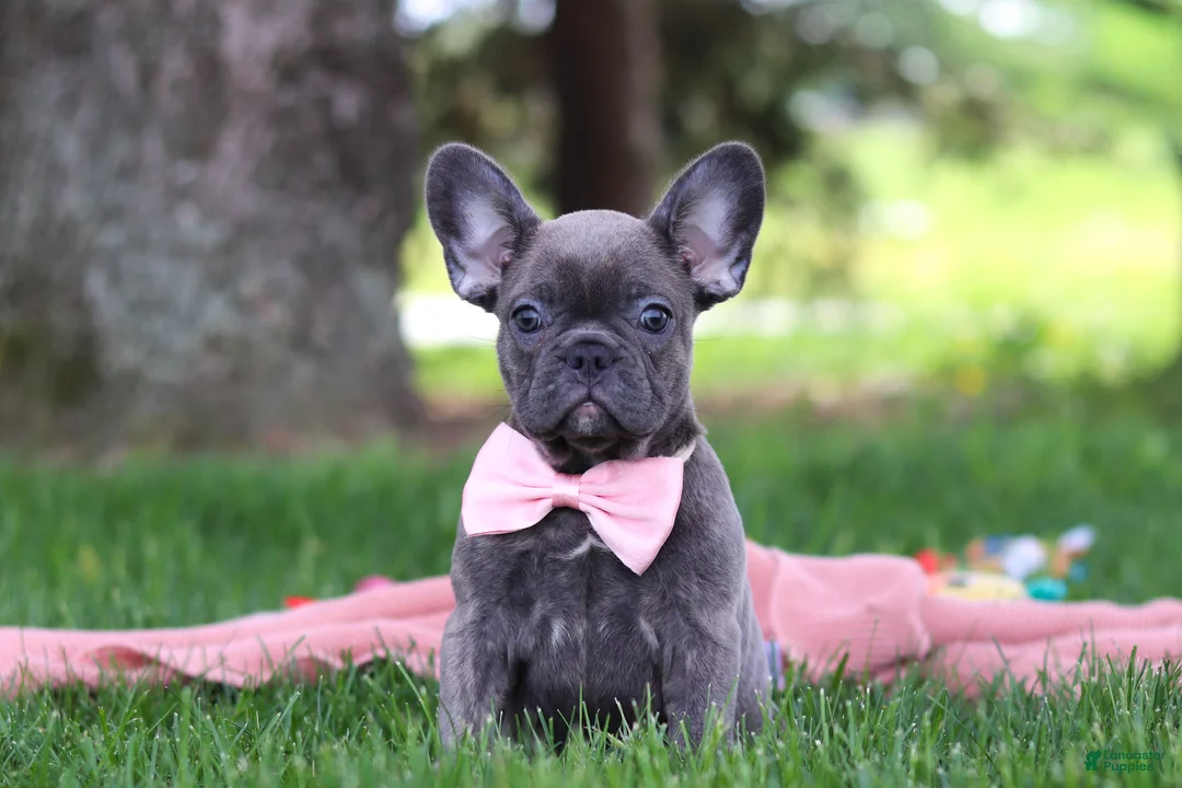 French Bulldog dogs for sale: Lucy - Ad 1