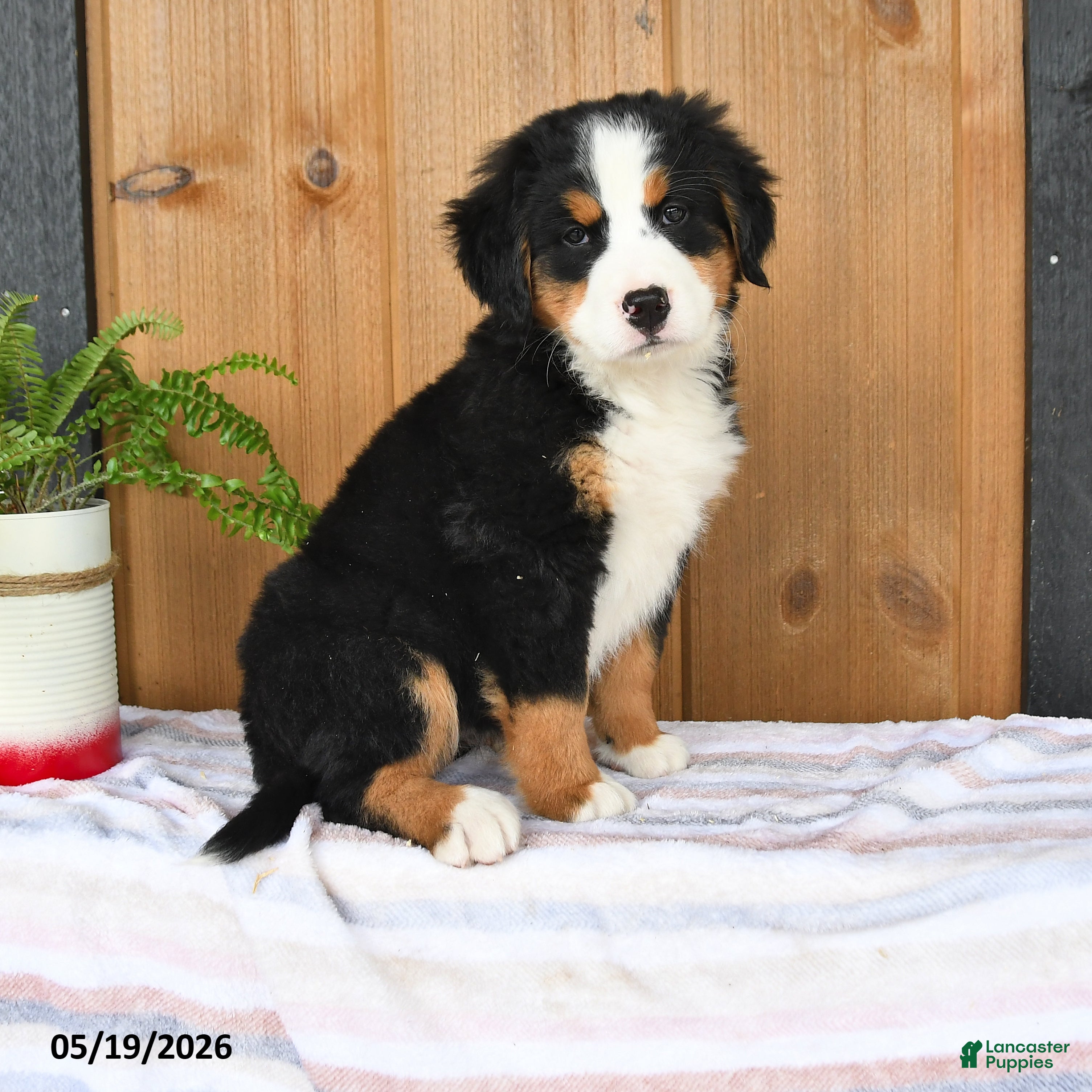 Bernese Mountain Dog dogs Princess - Ad 2