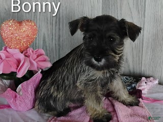 Miniature Schnauzer dogs - Ad 27