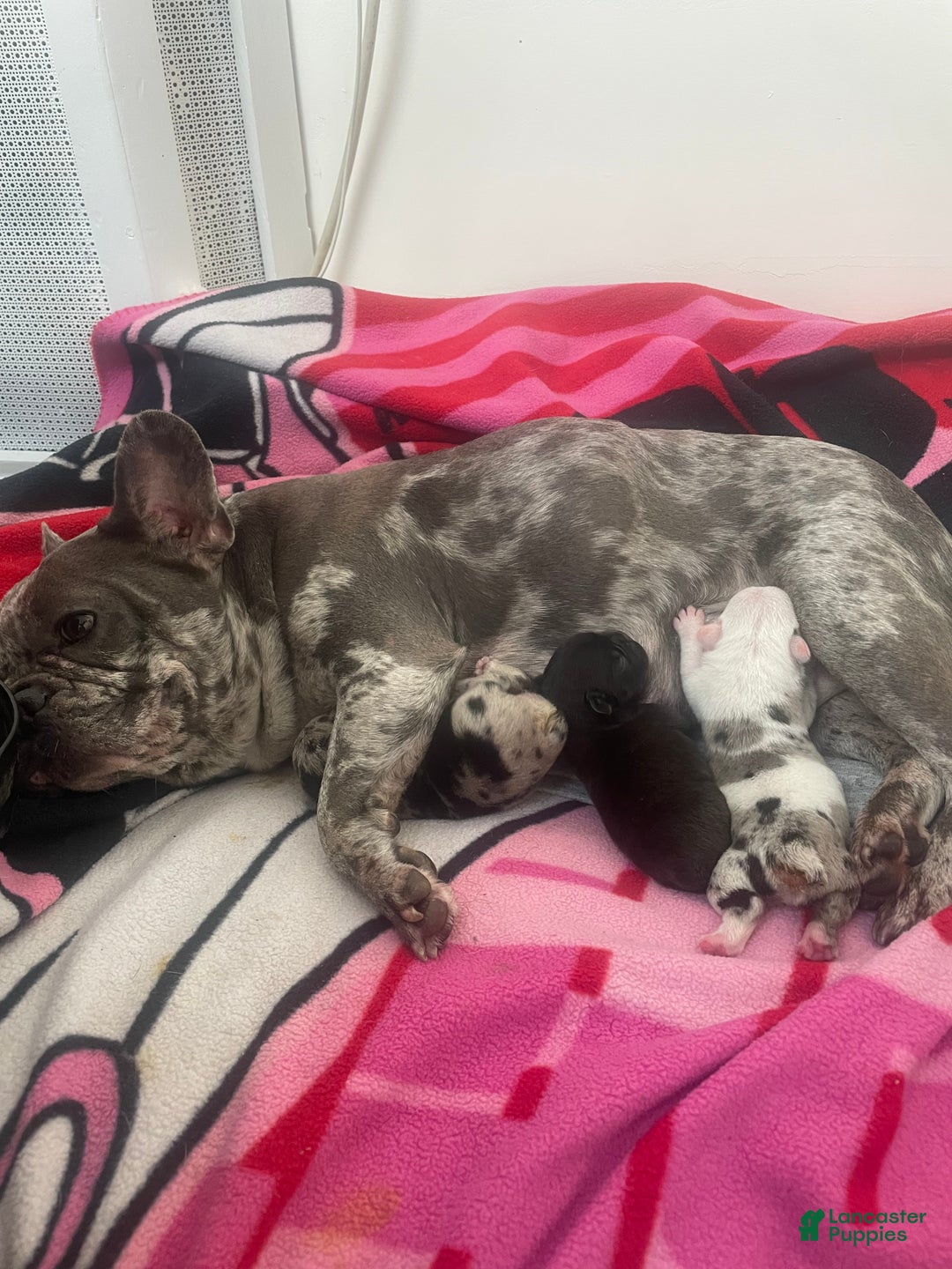 French Bulldog dogs for sale: Peppa - Ad 3