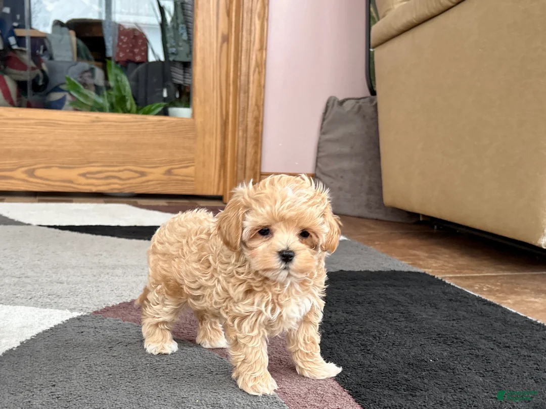 Maltipoo dogs for sale: Donna  - Ad 9