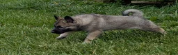 Norwegian Elkhound dogs for sale: Miss Yellow - Ad 3