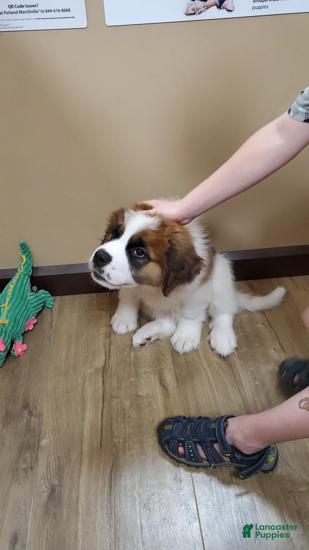 Mixed Breed dogs for sale: Zues - Ad 23