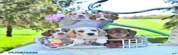 Miniature Dachshund dogs for sale: Mickey - Ad 5