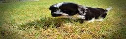 Havapoo dogs for sale: Kibbles - Ad 8