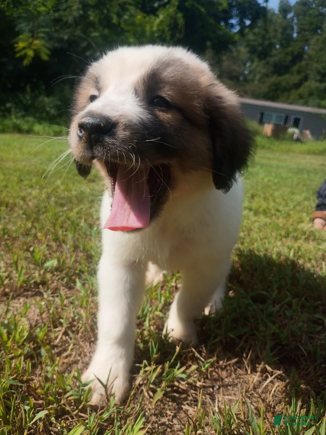 Mixed Breed dogs for sale: Mattis - Ad 2