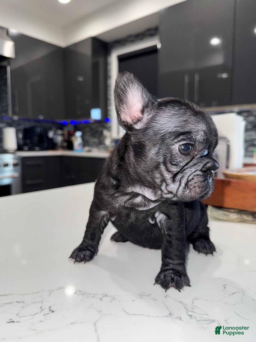 French Bulldog dogs for sale: French Bulldog Puppy 7 - Ad 2