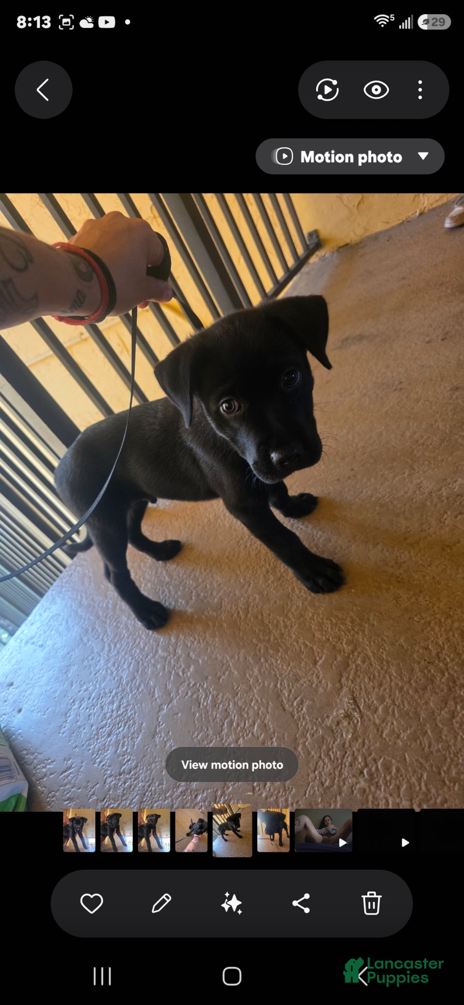 Mixed Breed dogs for sale: Mixed Breed Puppy 1 - Ad 4