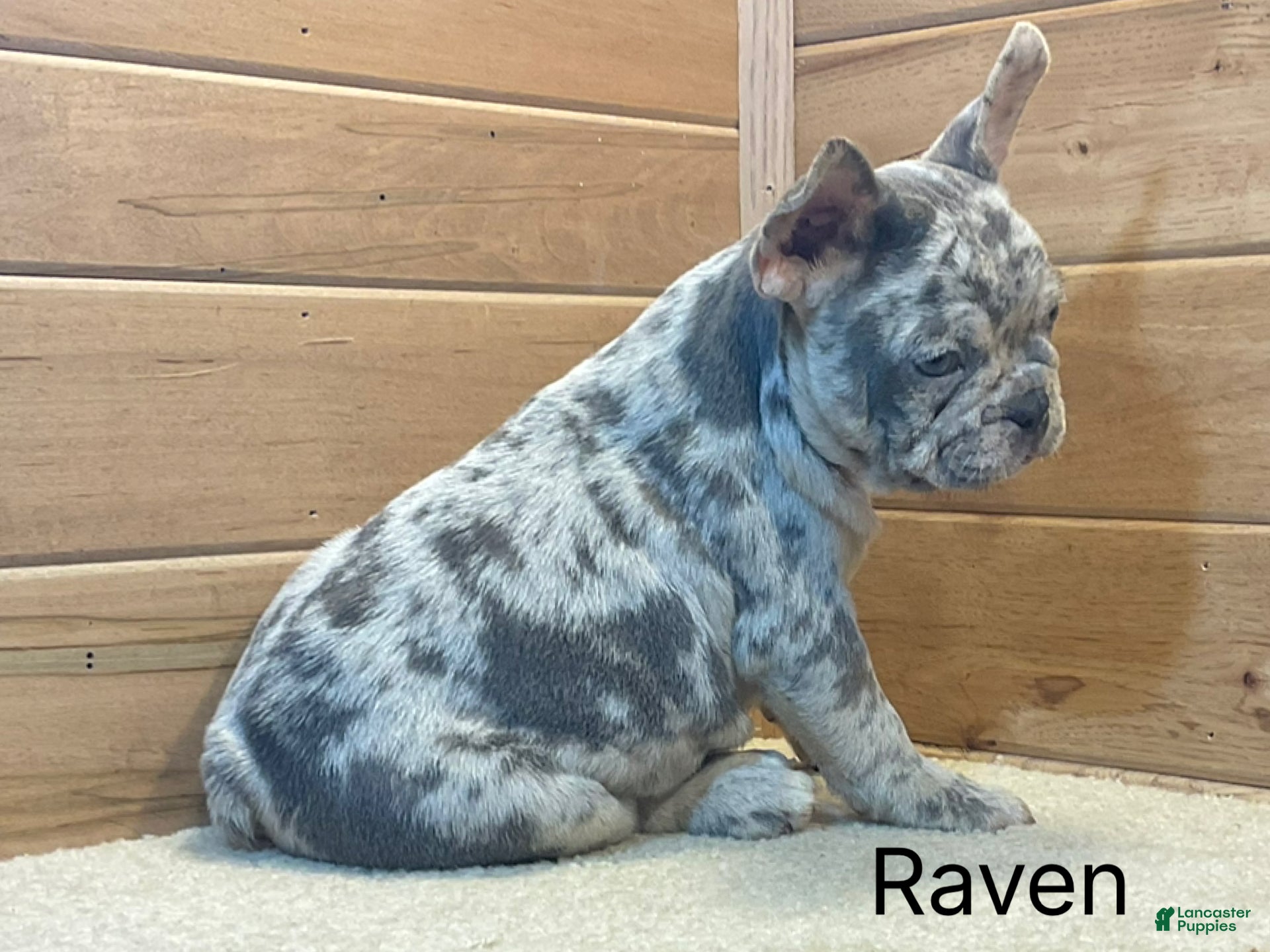 French Bulldog dogs Raven - Ad 1