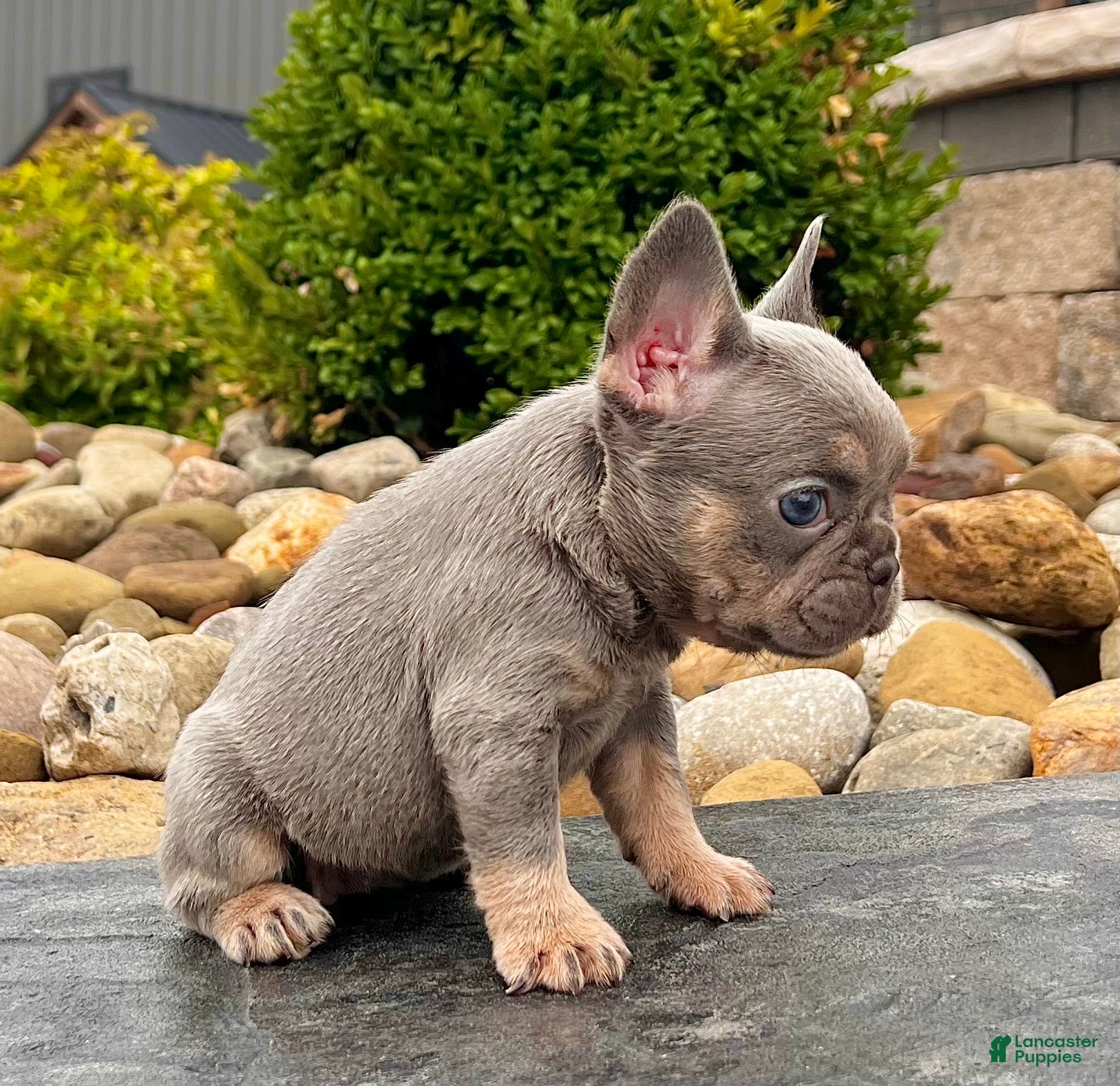 French Bulldog dogs Hope - Ad 1
