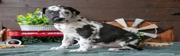 Great Dane dogs for sale: Bubbles - Ad 3