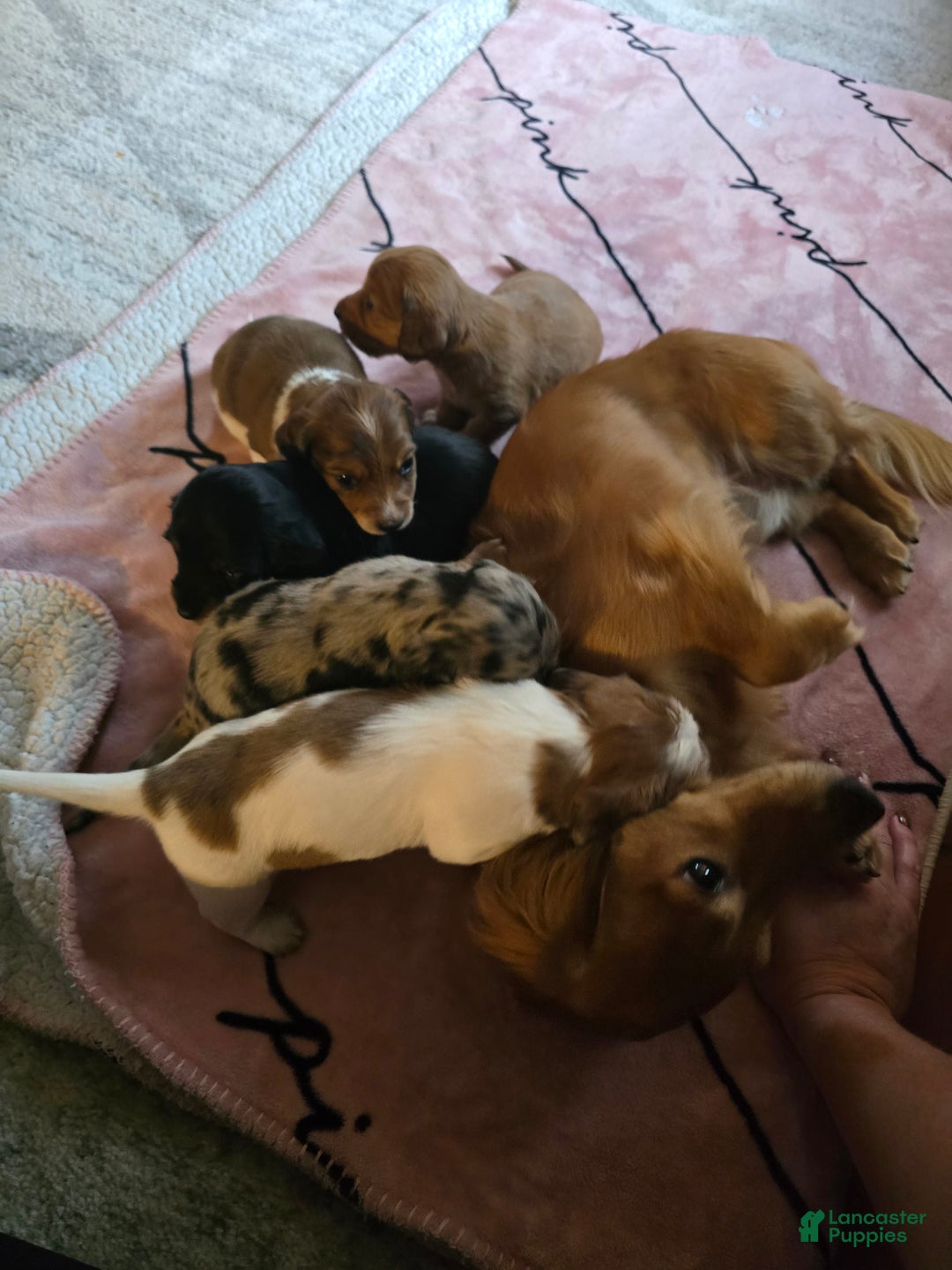 Miniature Dachshund dogs for sale: FeeFee - Ad 14