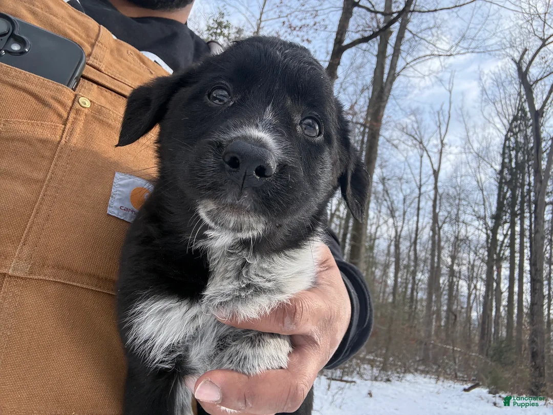 Border Collie dogs for sale: Border Collie Puppy 6 - Ad 1