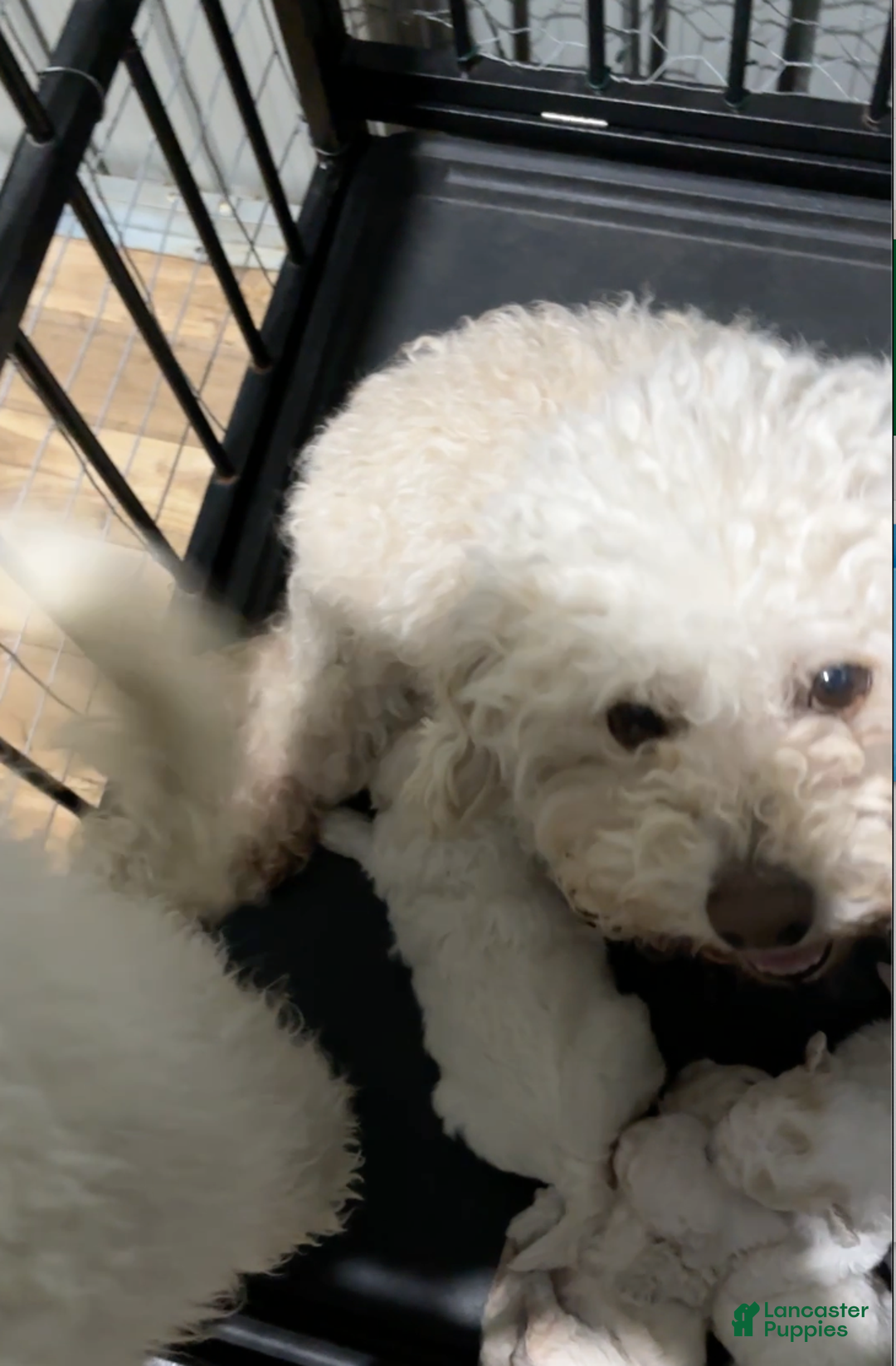 Miniature Poodle dogs for sale: Leo - Ad 10