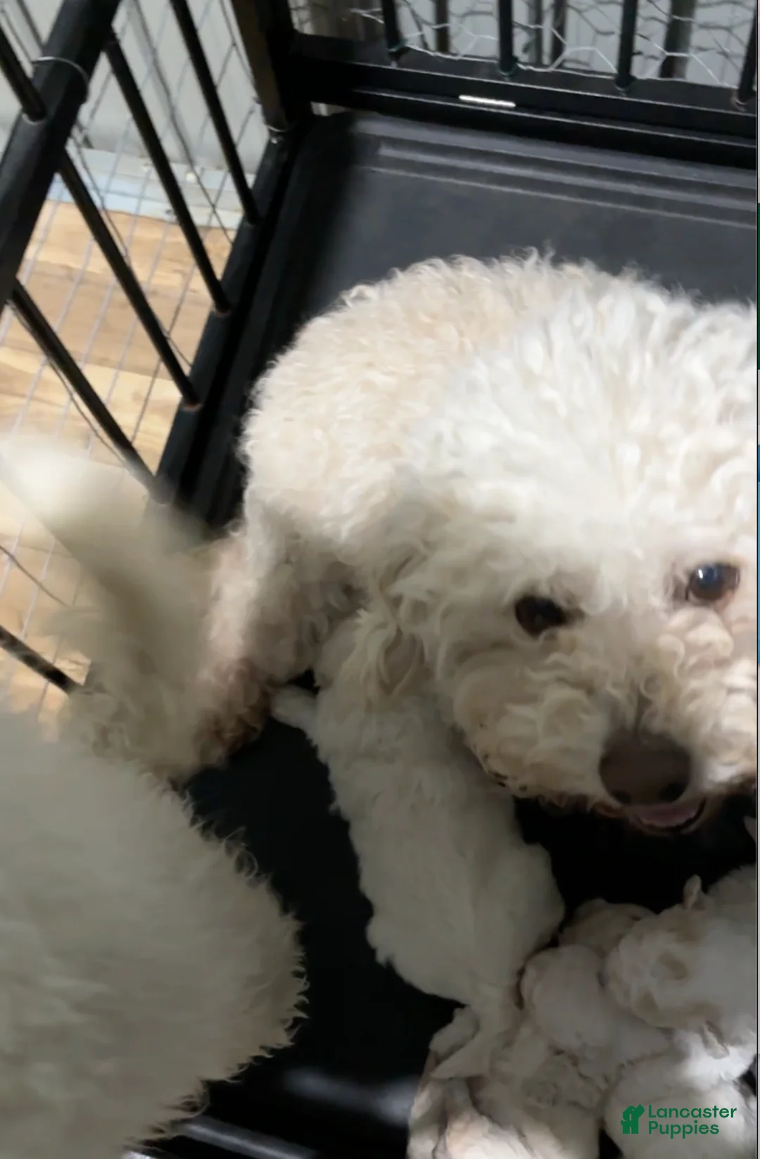 Miniature Poodle dogs for sale: Leo - Ad 10