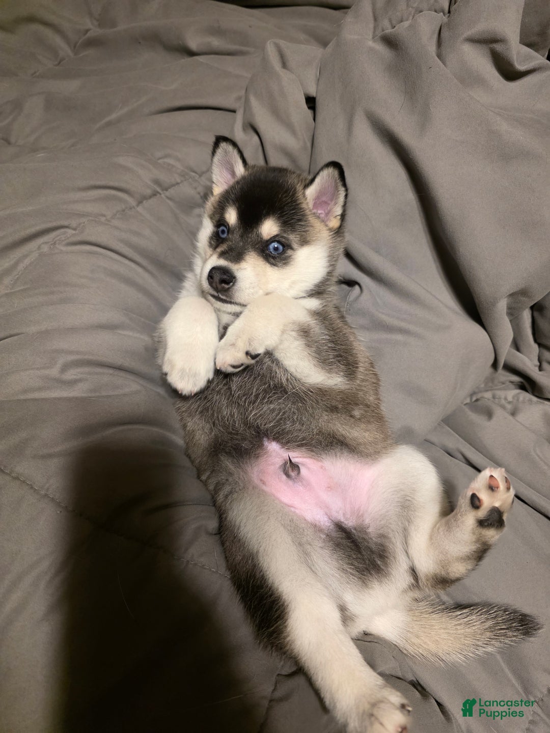 Alaskan Klee Kai dogs for sale: Binx - Ad 3