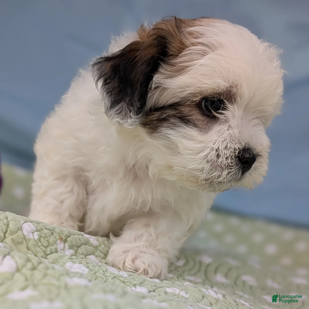 Teddy Bear dogs for sale: Trouble Puff - Ad 4