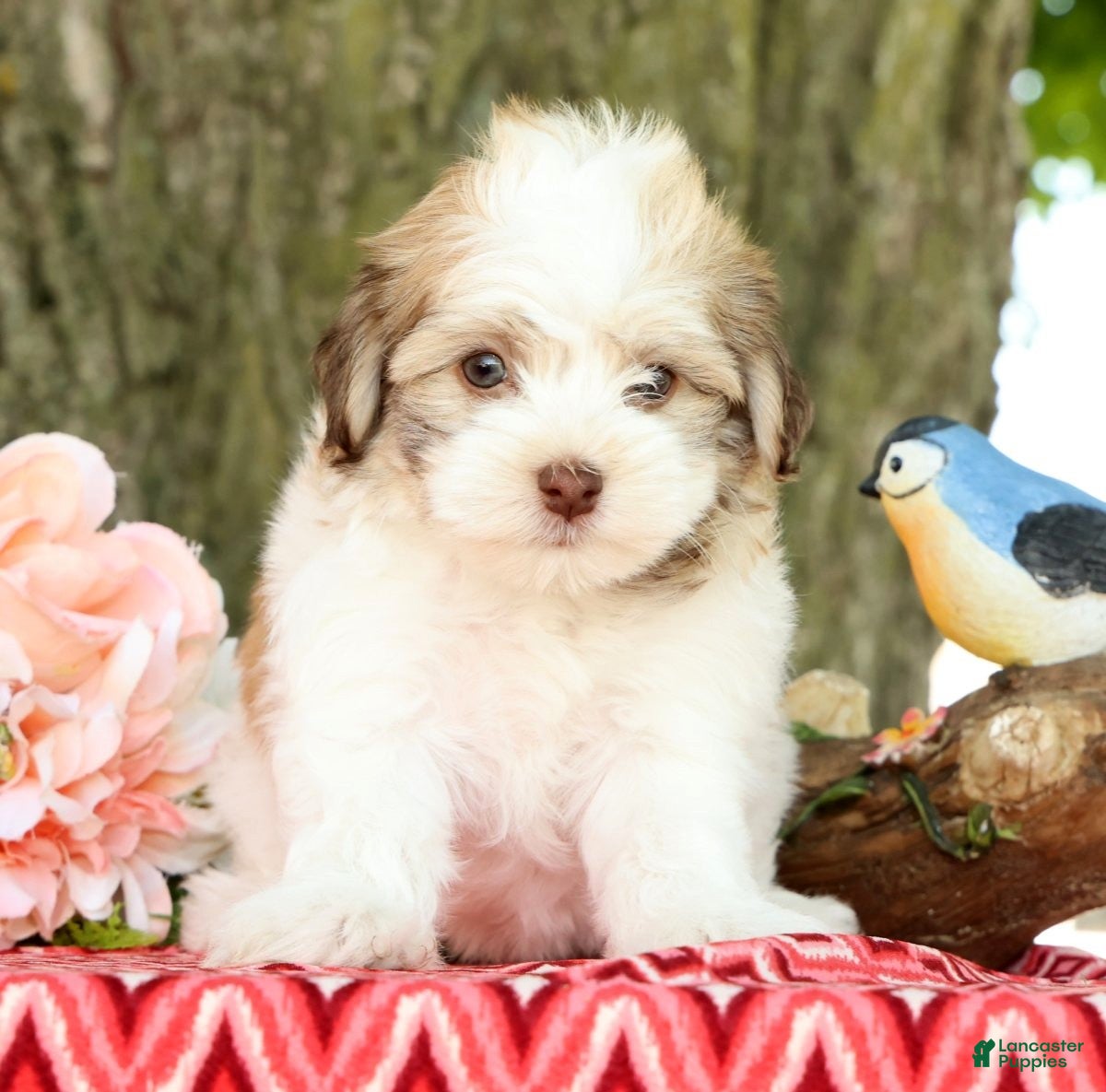 Havanese dogs for sale: Leeda - Ad 3